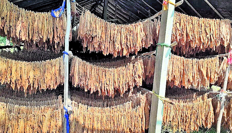 లాభాల పొగాకు..