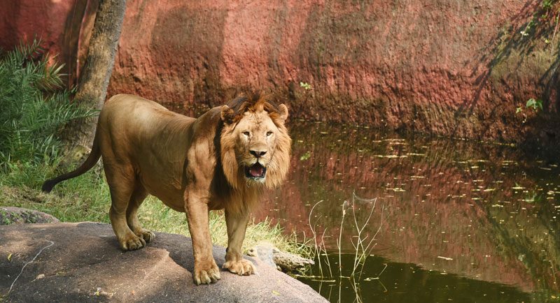 సింహాలపై కరోనా పంజా