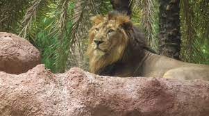 హైదరాబాద్ జూపార్కు సింహాలకు కరోనా లక్షణాలు