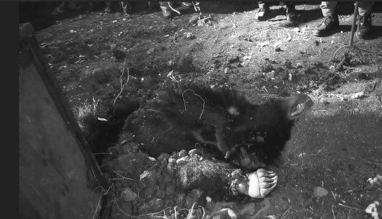 తాడ్వాయిలో ఎలుగుబంటిని బంధించిన రెస్క్యూ టీం