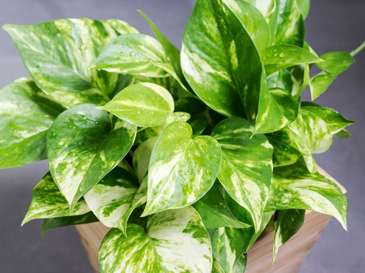 Oxygen : క‌రోనా టైంలో ఈ మొక్కలు ఇంటికి తెచ్చుకోండి.. ఆక్సిజ‌న్ పొందండి