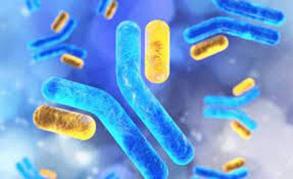 2-3 నెలల్లో 50% యాంటిబాడీల తగ్గుదల