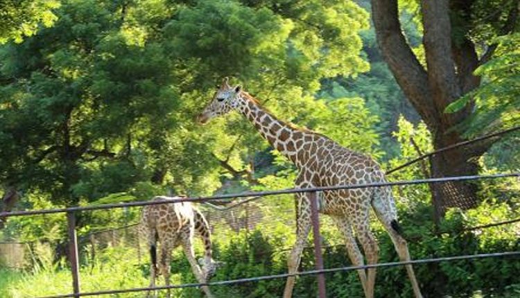 ఏపీలో జూ పార్కులు బంద్‌