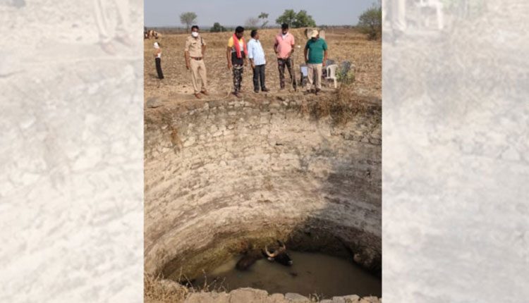 వ్య‌వ‌సాయబావిలో ప‌డ్డ అడ‌వి బ‌ర్రె.. కాపాడిన అట‌వీ అధికారులు