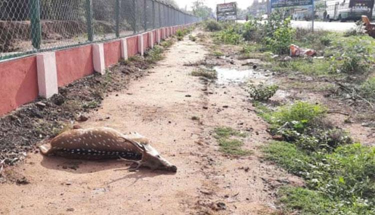 సత్తుప‌ల్లిలో మ‌చ్చ‌ల జింక మృతి