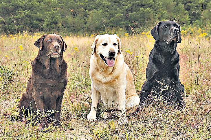 కరోనా టెస్టుకు శునకాలు బెస్టు!