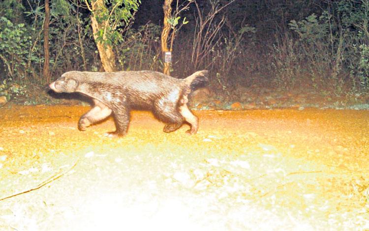 నల్లమలలో పుట్టిఎలుగు