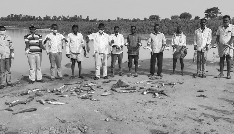 చెరువులో విష ప్రయోగం..చేపలు మృతి