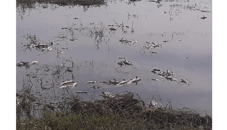 వర్నిలో విష ప్రయోగంతో చేపలు మృతి