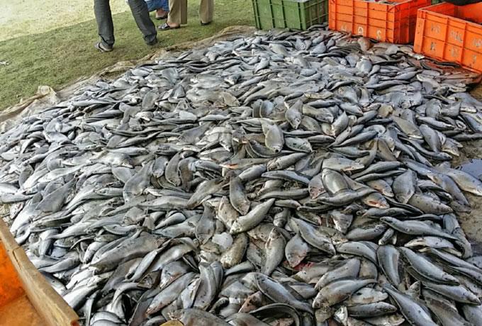 93 కోట్ల చేప పిల్లలు