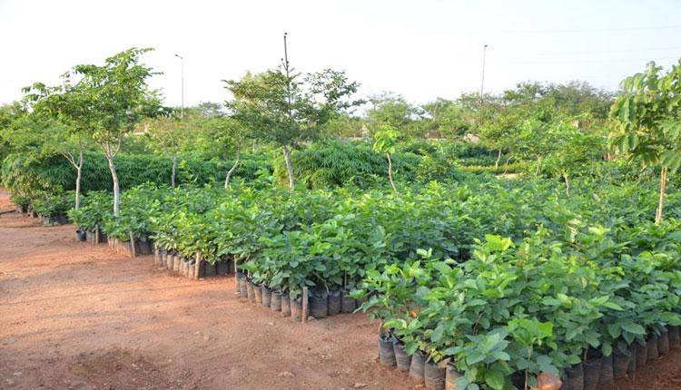 600 నర్సరీలు.. కోటిన్నర మొక్కలు