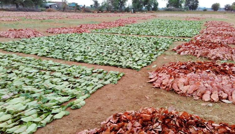 తునికాకు.. బతుకుదెరువు..