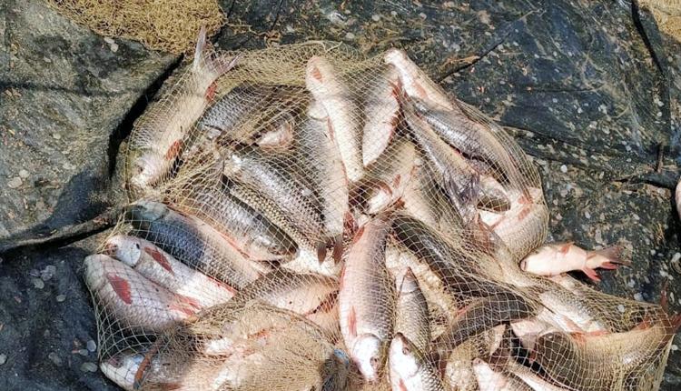 లక్ష్యానికి మించి మీనరాశి