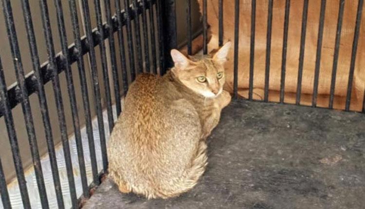 క‌డ్తాల్‌లో అడ‌వి పిల్లుల రెస్క్యూ.. జూపార్క్‌కి త‌ర‌లింపు