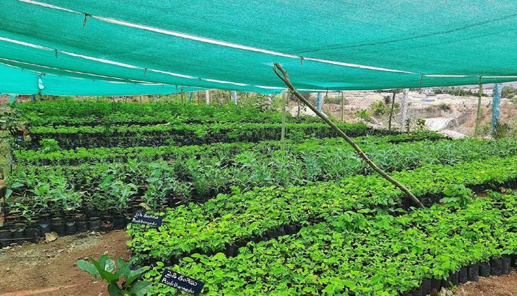 హరితహారానికి మొక్కలు సిద్ధం