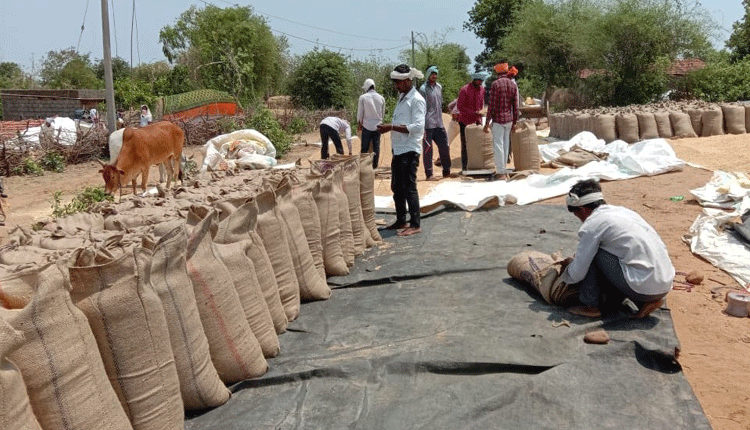 జోరుగా ధాన్యం కొనుగోళ్లు..