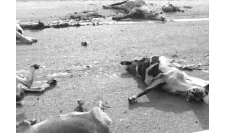 లారీ ఢీ కొట్టడంతో 30 గొర్రెలు మృతి