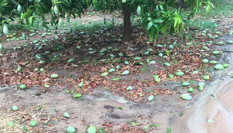 అకాల వర్షం