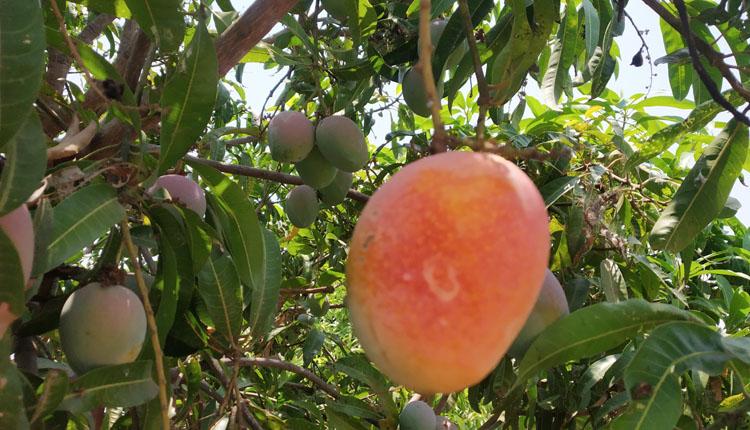 చెట్టుమీది మామిడి పండ్లకు భలే డిమాండ్‌