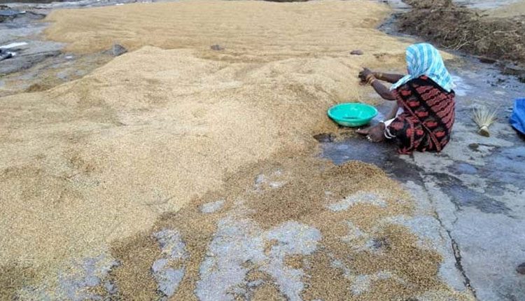 వ‌ర్షాల‌కు ఉమ్మ‌డి మెద‌క్‌లో దెబ్బ‌తిన్న పంట‌లు