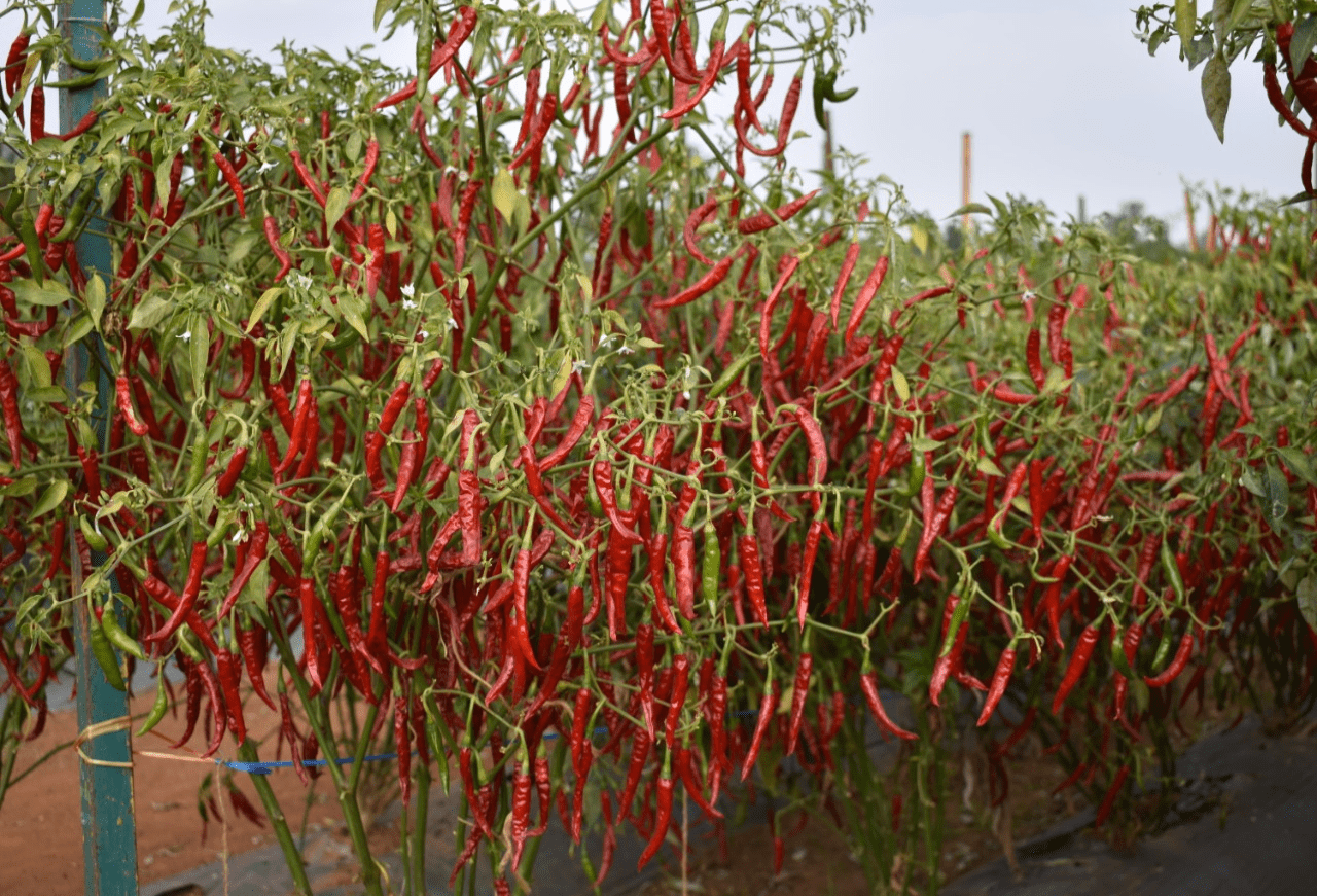 మిర్చి రైతులకు అధికదిగుబడులిచ్చే ఈస్ట్-వెస్ట్ లావా హైబ్రిడ్ రకం