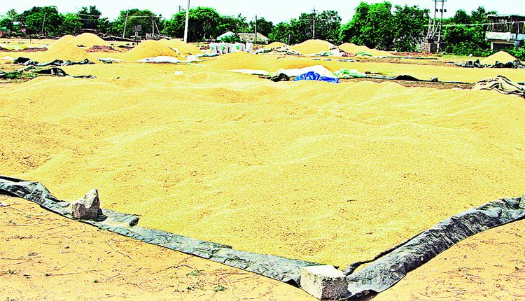 రూ 198కోట్లు ఐదు జిల్లాల్లో  కొన్న వడ్ల విలువ