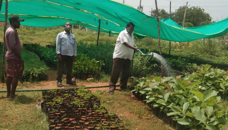 నర్సరీని సందర్శించిన అధికారులు