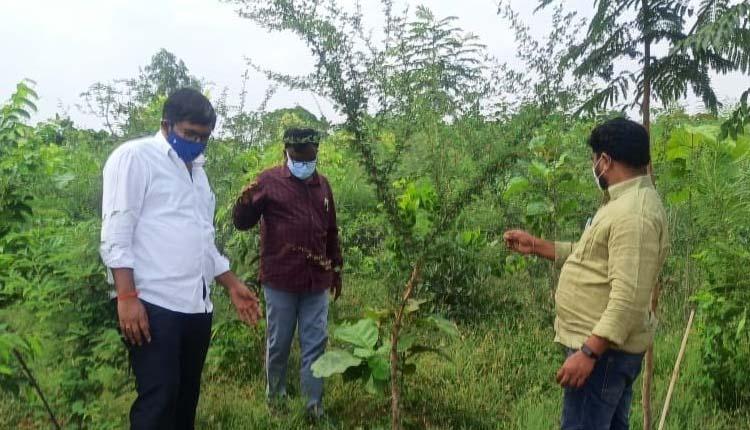 మొక్కలను సంరక్షించాలి