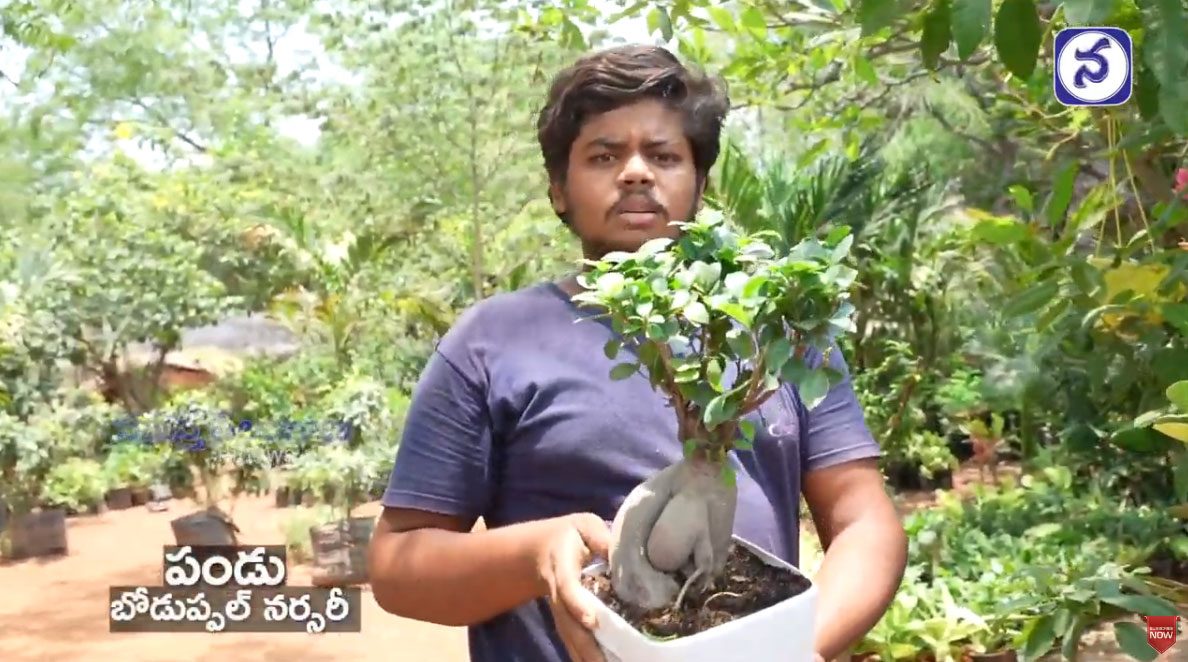 Video : ఆక్సిజన్‌ ఇచ్చే ఇండోర్‌ మొక్కలు ఇవే