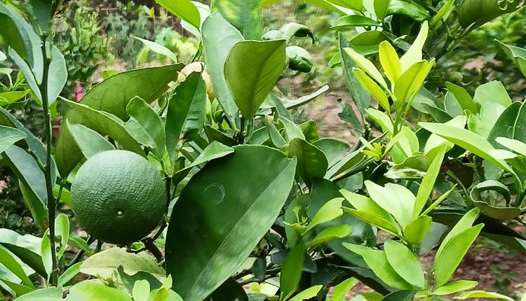 కోతుల వనం.. ఊరిస్తున్న ఫలం