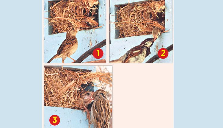 అమ్మ కడుపు చల్లన!