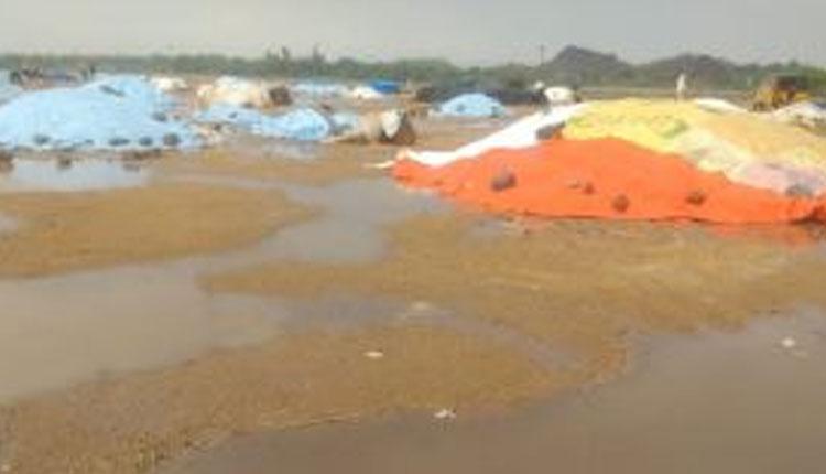 భారీ వ‌ర్షాల‌కు తెలంగాణ‌లోని ప‌లు జిల్లాల్లో దెబ్బ‌తిన్న పంట‌లు