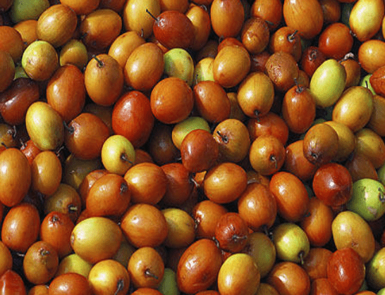 రేగు పండ్లతో ఆరోగ్య ప్రయోజనాలెన్నో…