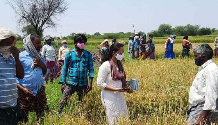 దెబ్బతిన్న పంటల పరిశీలన