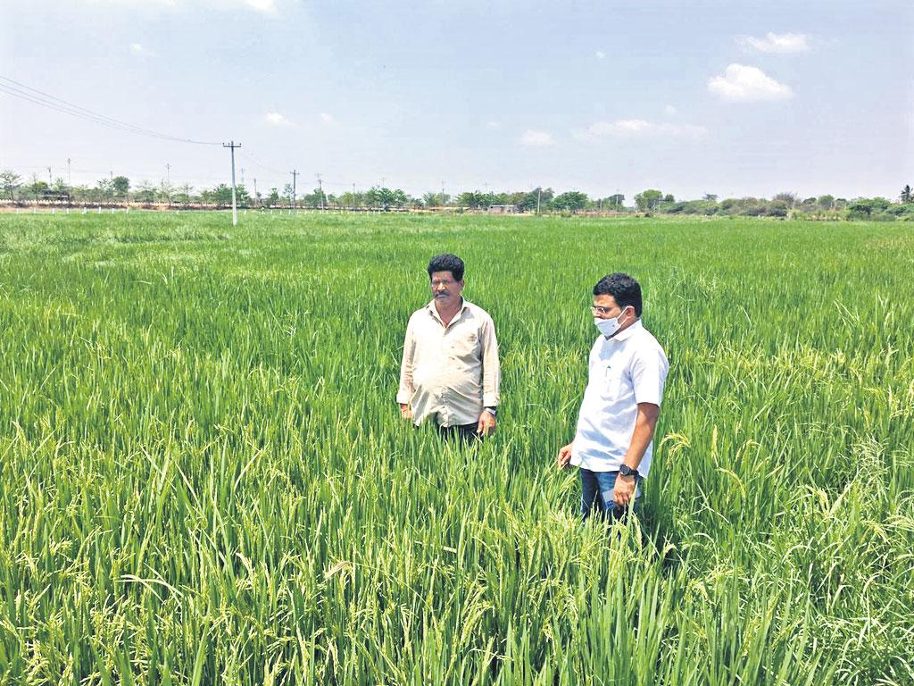 వెద‌సాగు వెత తీరు