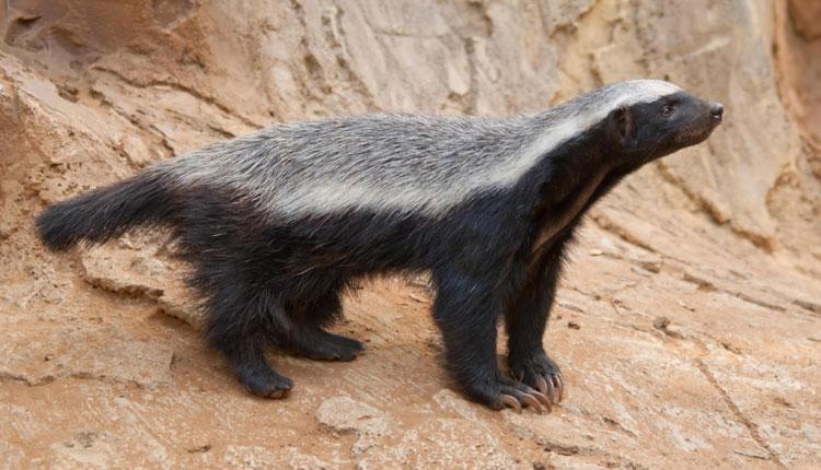 భయం తెలియని పుట్టి ఎలుగు