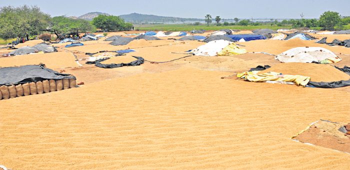 కల్లం మెరిసె..రైతు మురిసె