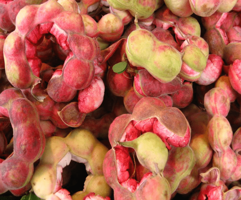 సీమచింతకాయ ఆరోగ్య ప్రయోజనాల గురించి తెలుసా…?