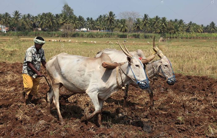 వేసవి దుక్కులతో లాభాలెన్నో..