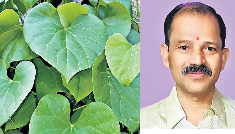 తిప్పతీగతో కరోనాకు చెక్‌