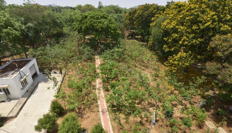 చూడచక్కని నిట్‌ అడవి