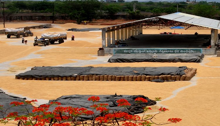 ధాన్యపు సిరులు..