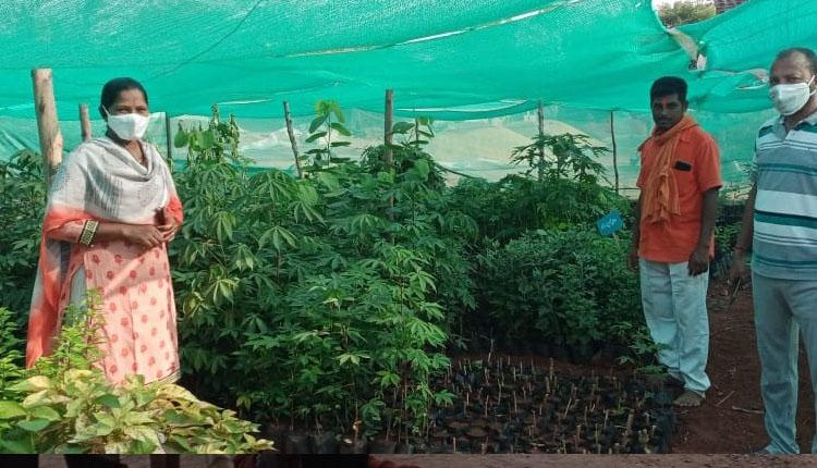 మొక్కల సంరక్షణపై దృష్టి సారించాలి  : ఎంపీడీవో