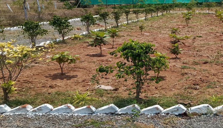 పేట.. అభివృద్ధి బాట