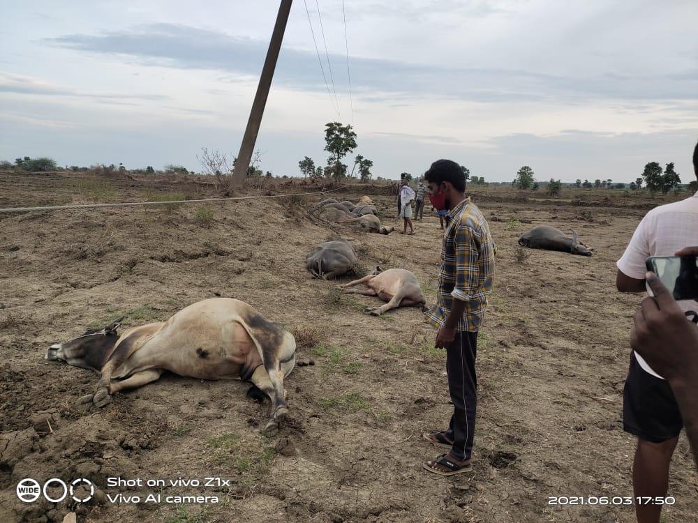 విద్యుత్‌షాక్‌తో 14 మూగ జీవాల మృత్యువాత