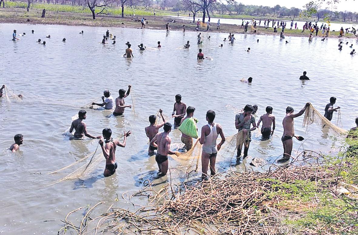 చేపల కోసం చెరువు లూటీ