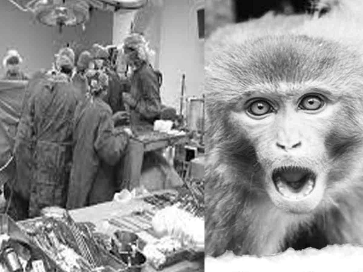 చరిత్రలో ఈరోజు : లంగూర్‌ నుంచి మనిషికి తొలి కాలేయ మార్పిడి