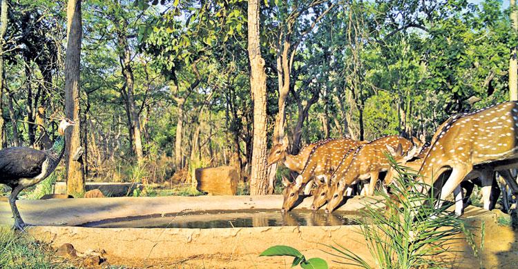 నల్లమలలో స్వేచ్ఛగా.. వన్యప్రాణులు