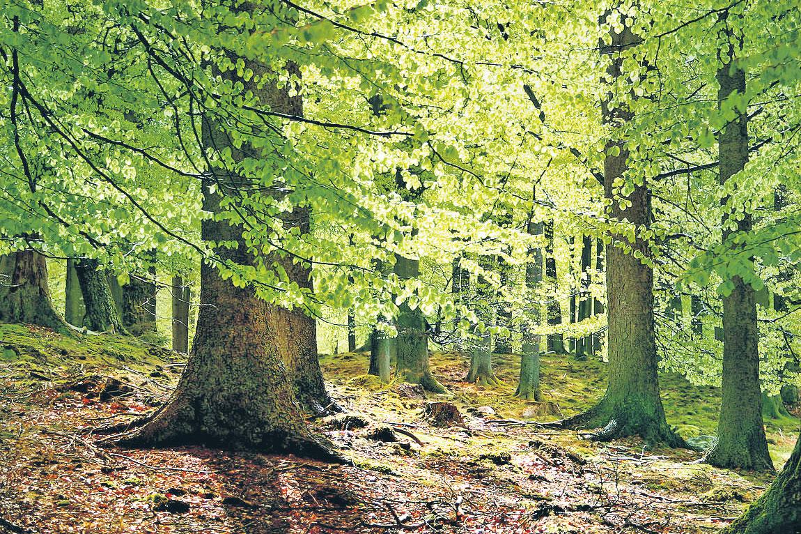 కొవిడ్‌కు మూలం ఏమిటి?