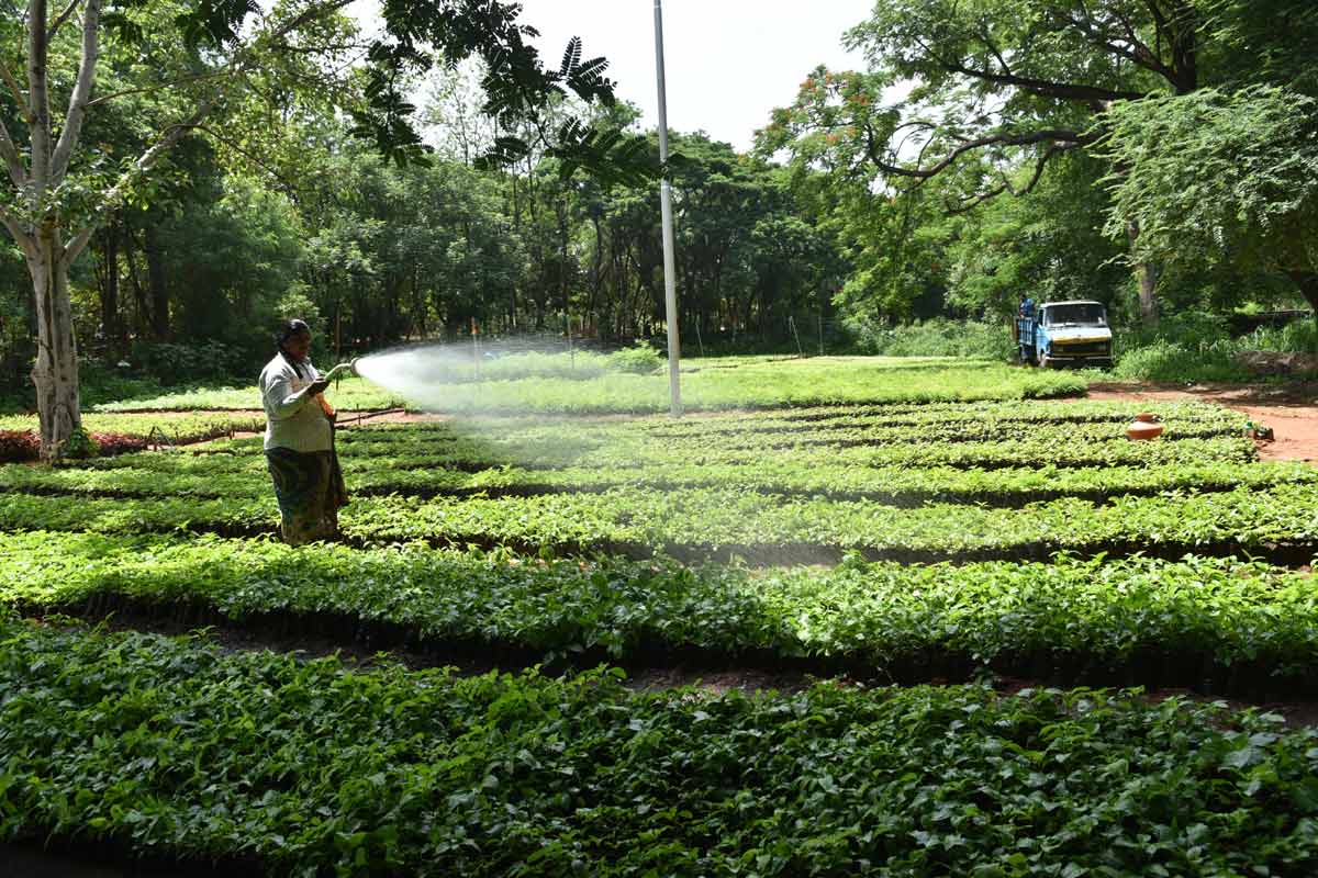 హరిత కోటి